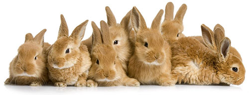 populaire konijnen namen